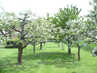 Garten Obstbaumbl&uuml;te bewundern