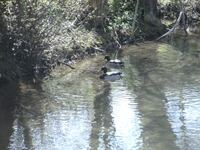 Enten auf der Weismain