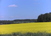 Rapsfeld in der Bl&uuml;te